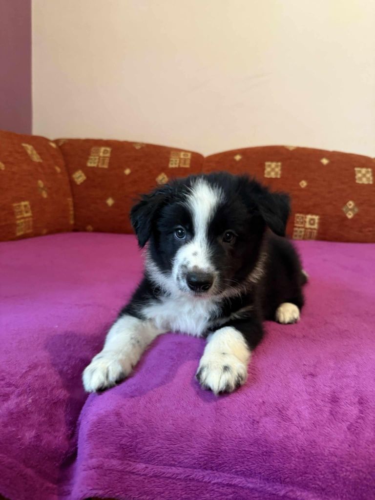Uroczy piesek Border Collie