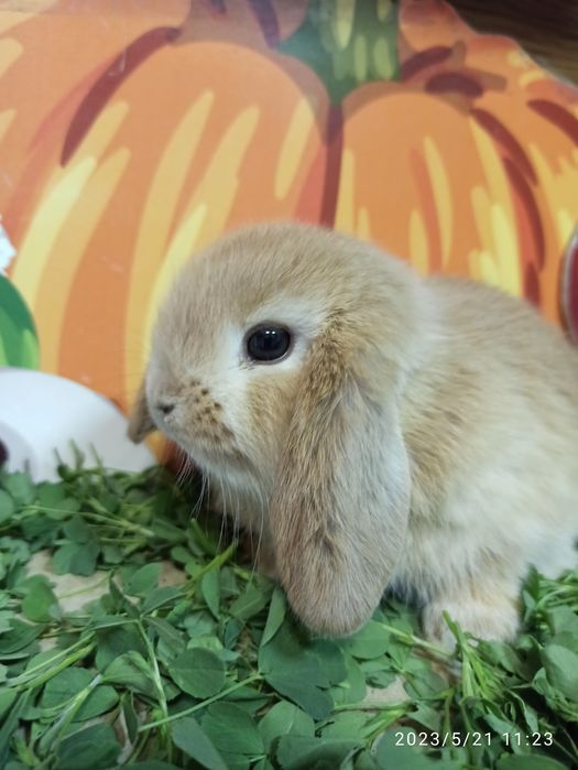 Вислоухий баран NHD