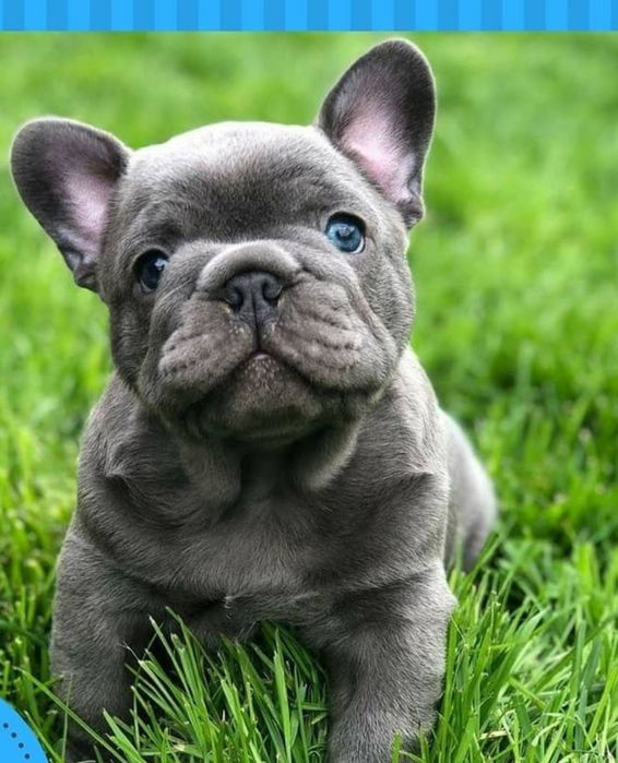 Чудовий.  Малюк блакитний