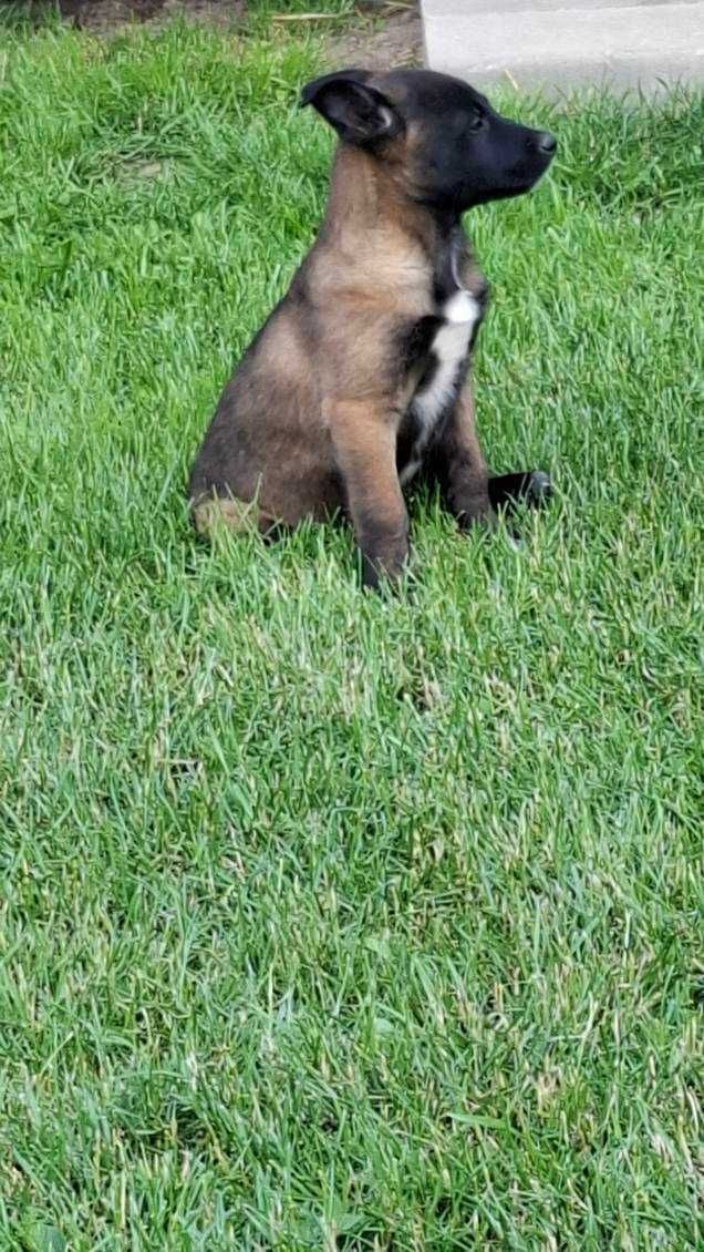 Бельгийская овчарка малинуа! 2 месяца! Malinois puppy