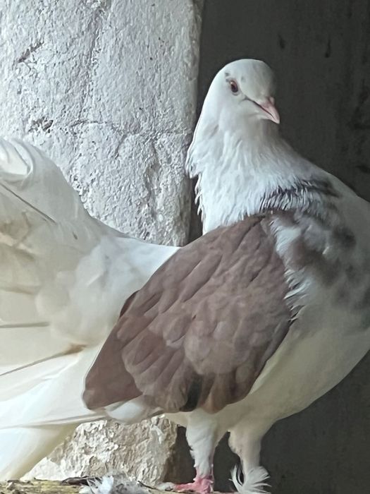 Sprzedam piękne pawiki