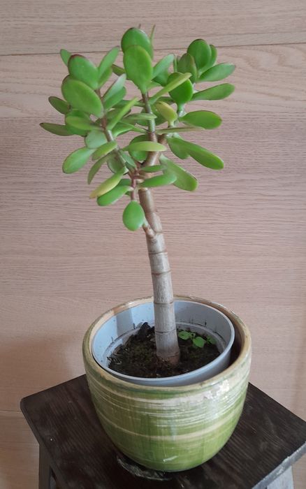 Drzewko szczęścia grubosz