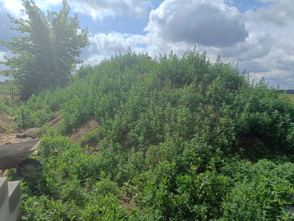 Oddam ziemię z wykopu fundamentów