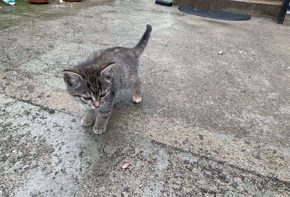 Adoção gatinhas bebés
