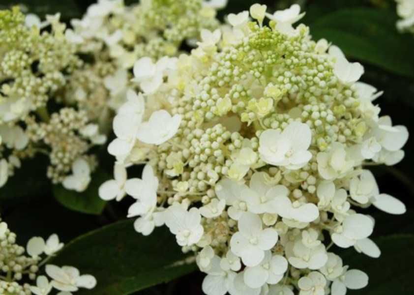 HORTENSJA BUKIETOWA Baby Lace - sadzonki w doniczkach