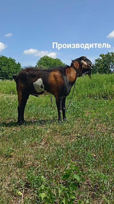 ПРОДАМ НА ПЛЕМЯ: нубийца 90%.В Добрые руки