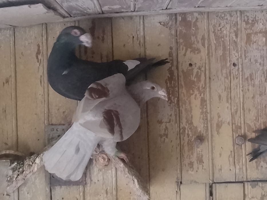 Gołębie staropolskie okazja