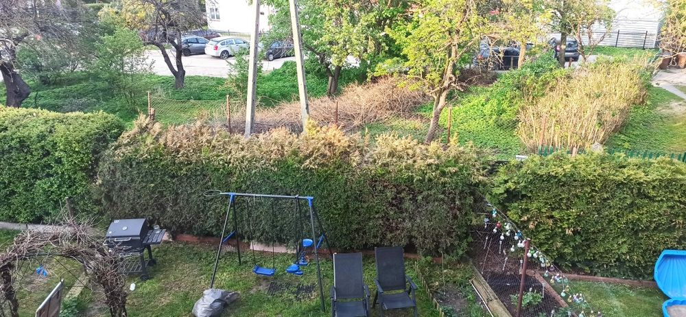 Żywopłot, tuja Brabant 2 metry. Do wykopania we własnym zakresie.