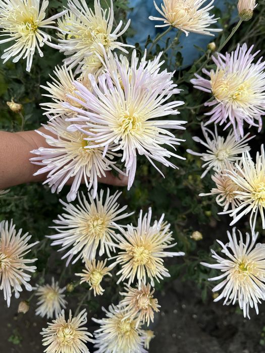 Продам саджанці  гібіскуса сирійського, є хризантема різна