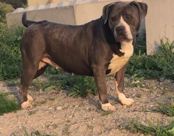 American Bully XL