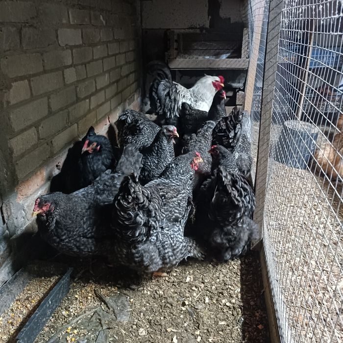 Кури Брама куропатчата,полосата зозуляста