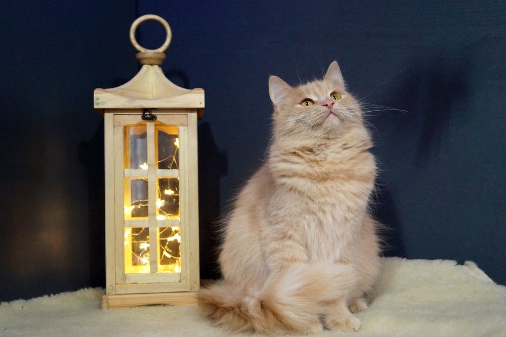 Гармонійна парочка котиків чекають на свою  родину