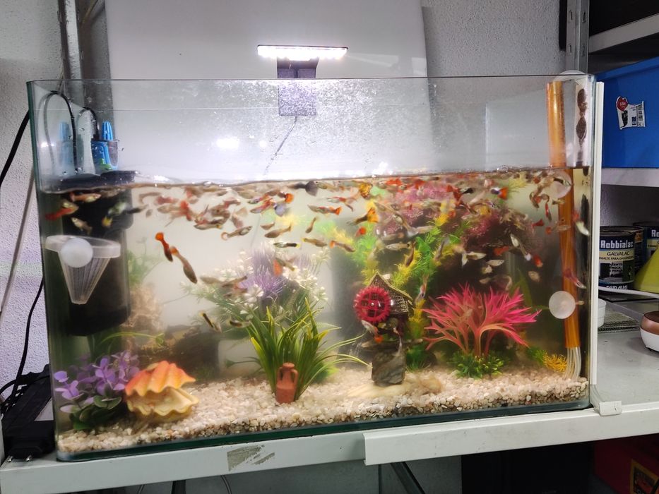 Guppys grande variedade