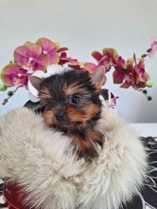 Yorkshire terrier mini mini z rodowodem odbioru ok.15 października