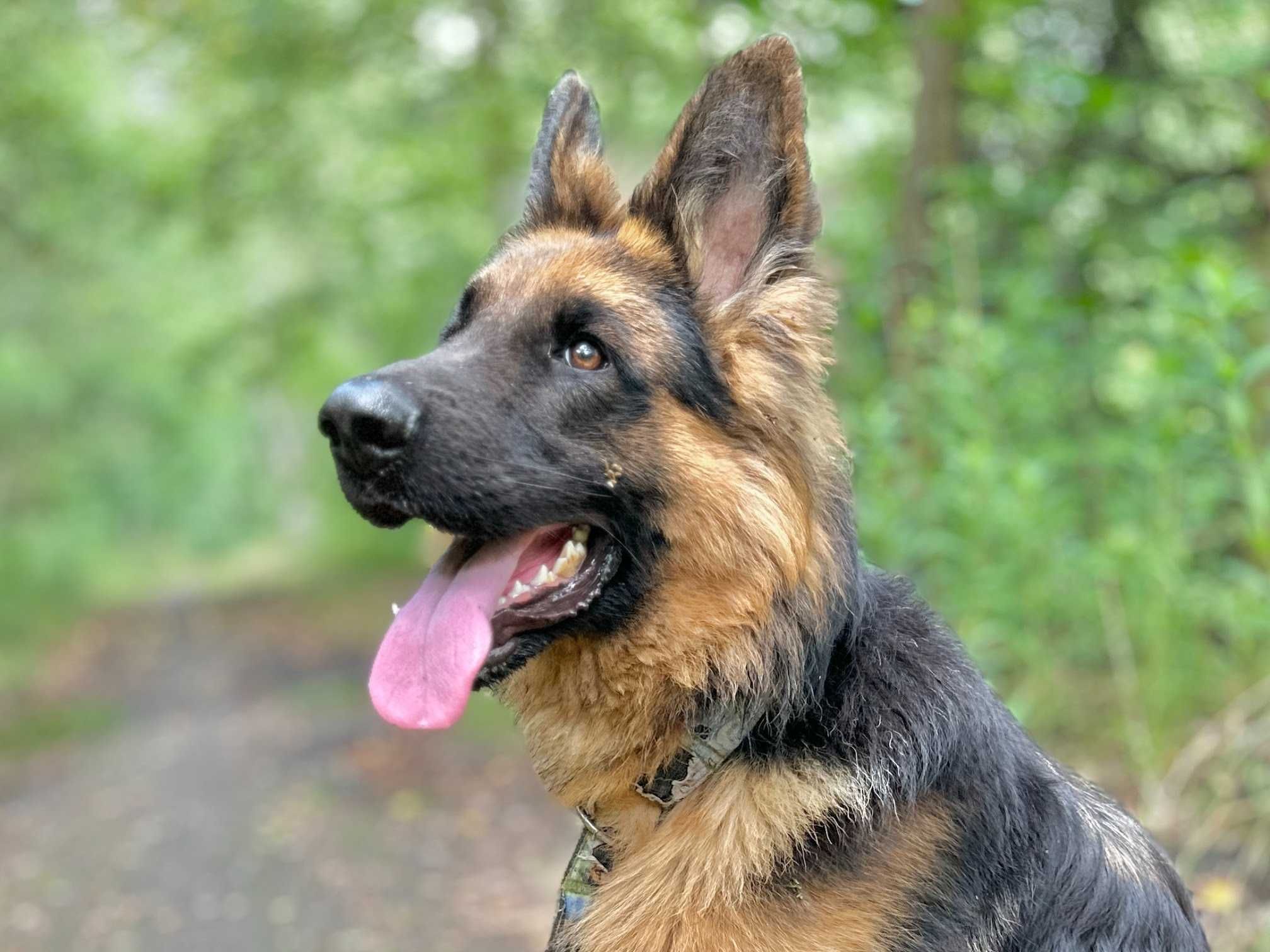 Owczarek niemiecki HOMER poleca się do adopcji!