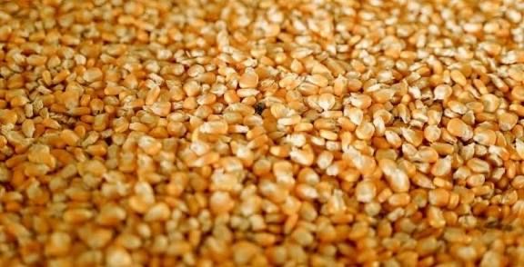 Продам  кукурузу  7 грн кілограм