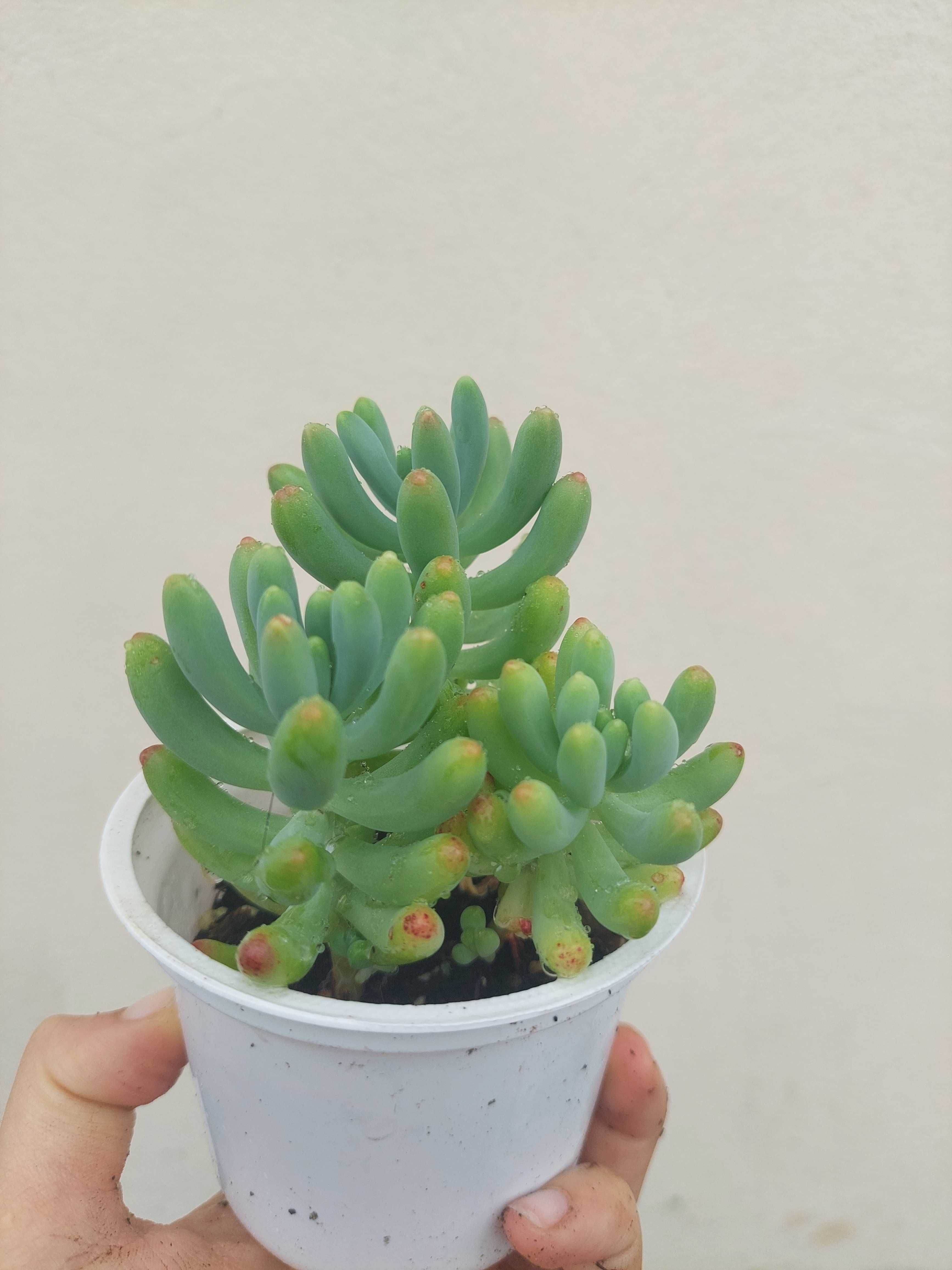 Planta Suculenta Sedum