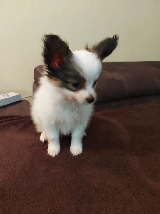 Папійон ніжний (папільон)