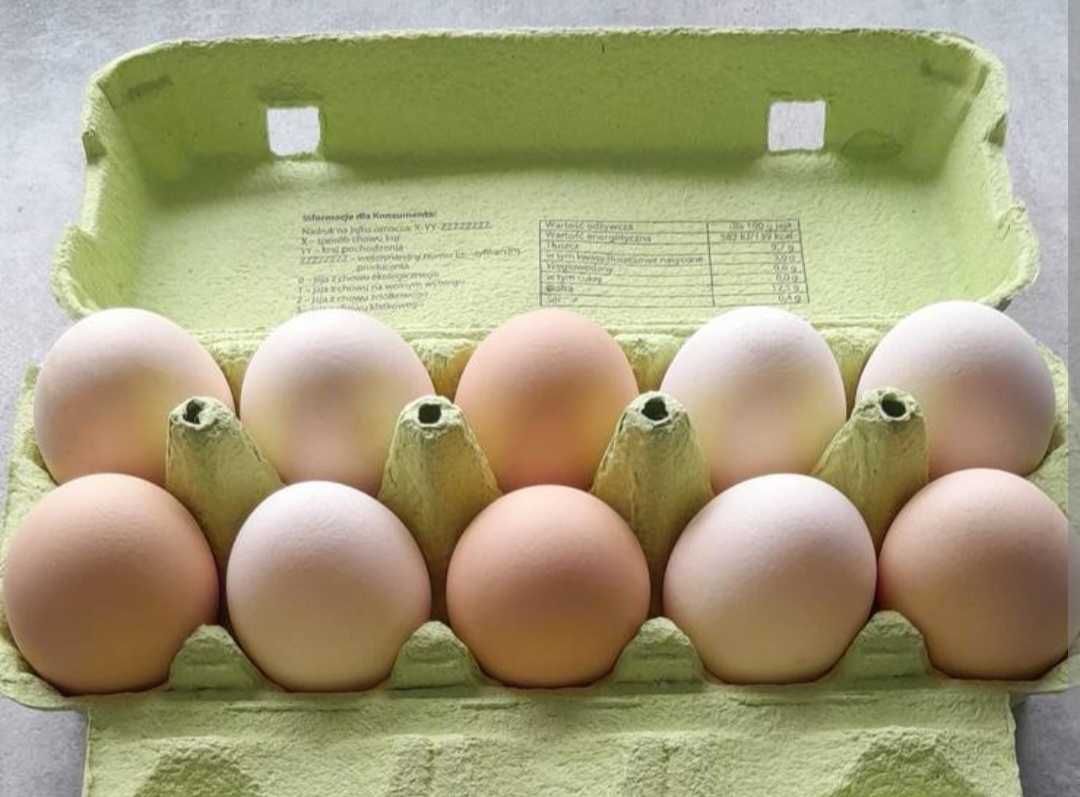 Jajka wiejskie z wolnego wybiegu ekologiczne wlasne