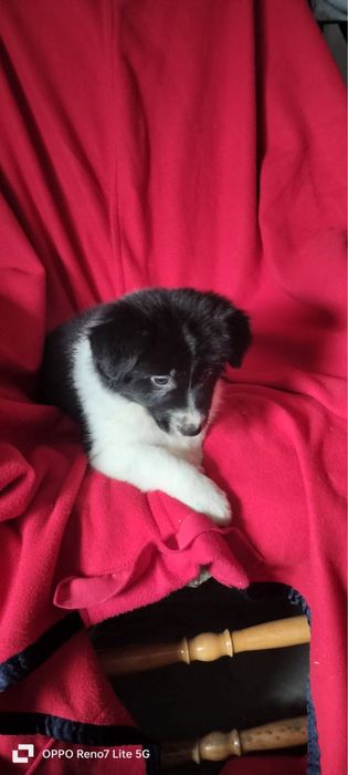 Border collie piesek szczeniak czarno bialy