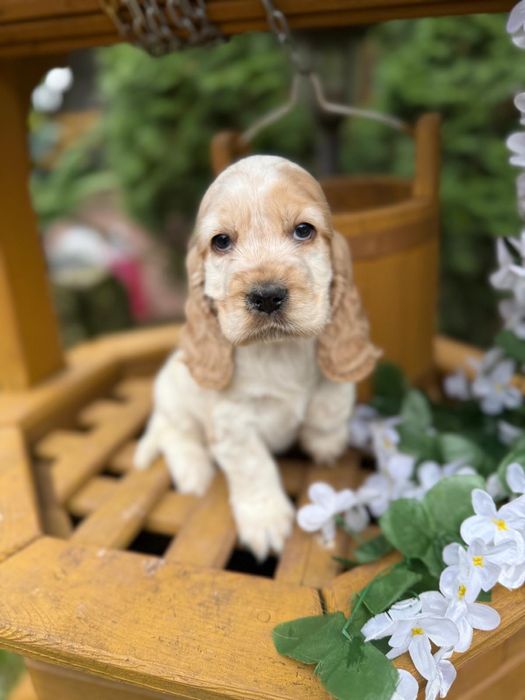 Śliczny! piesek Cocker Spaniel Angielski orange roan z rodowodem
