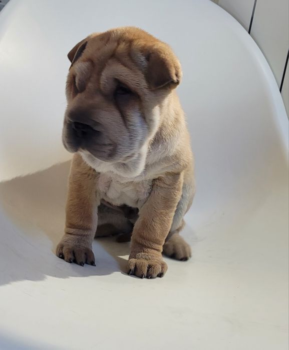 Sharpei macho castanho