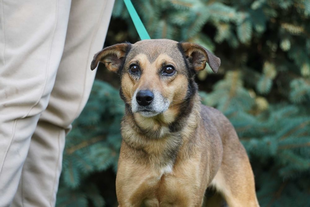 Merlin - cudowny, łagodny piesek szuka domu