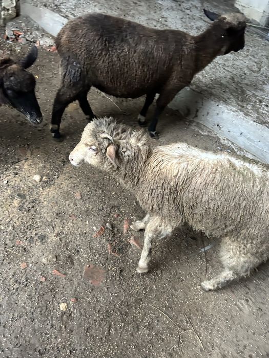 Animais de quinta burregas