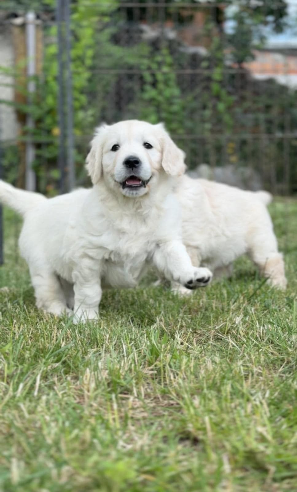Golden Retriever, prześliczny piesek !!!