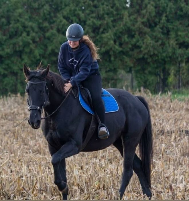 Klacz 7 lat do rekreacji hodowli