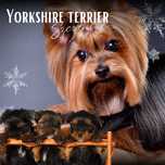 York terrier szczeniak xs