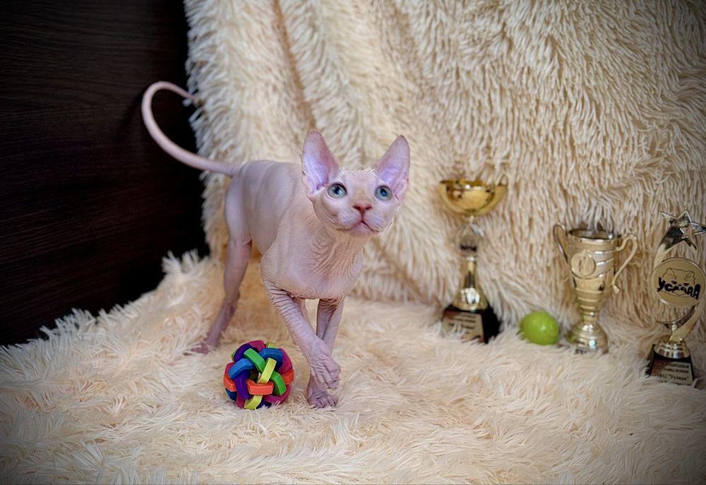 Клубный мальчик Канадский сфинкс, родословная WCF, доставка заграницу