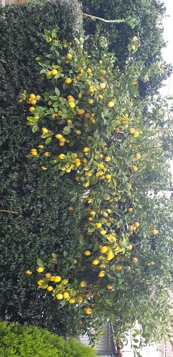 Vendem se Limoes Biológicos