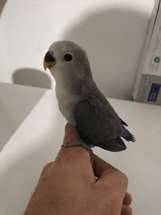 Rosicollers criados a mão