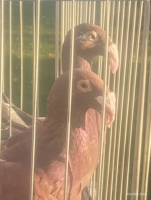 Rzeszowski gołębie rzeszowskie