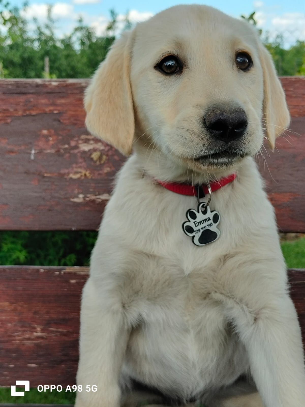 Labrador Retriever