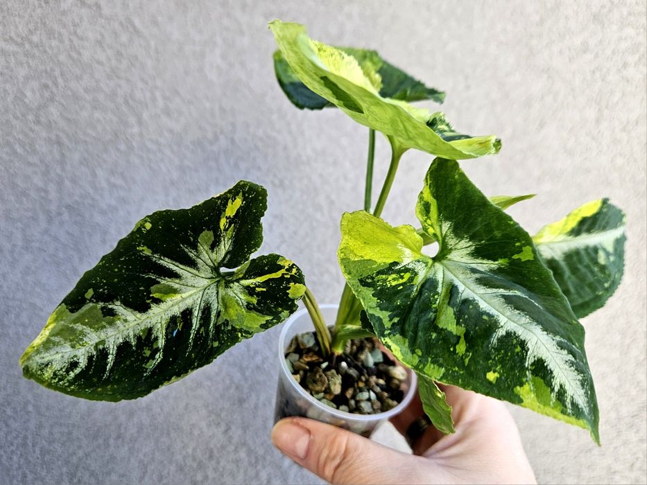 Syngonium scrambled eggs piękne wybarwienie mint w hydroponice