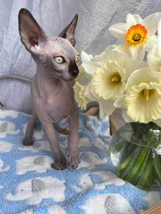 Канадські сфінкси хлопчики Табі та Тако