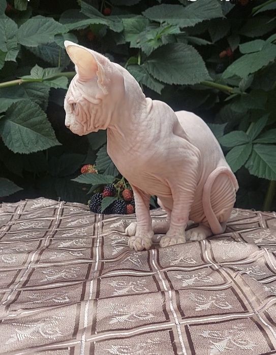 Голубоглазый котёнок сфинкс