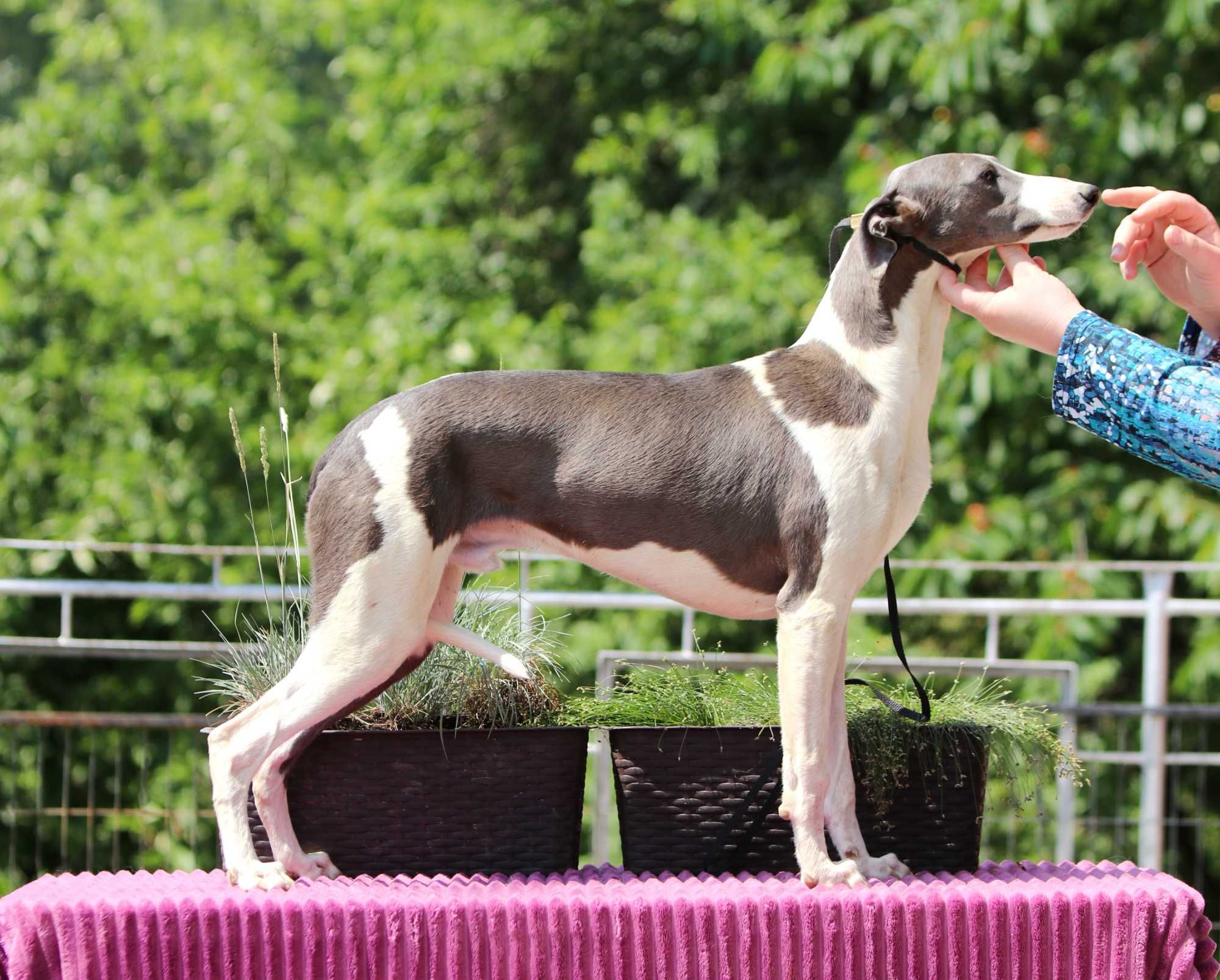Whippet Chart Angielski, ZKwP/FCI, cudny ORFEUSZ wyjątkowej urody