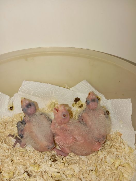 Carturras domesticadas á mão