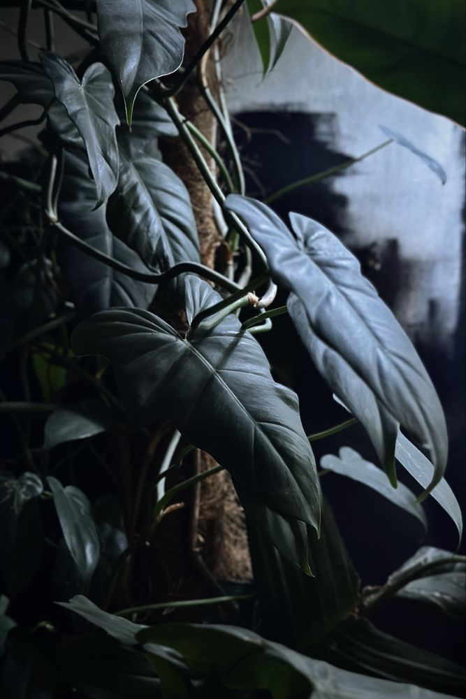 Philodendron Golden Dragon - piękny Filodendron, pędówka lub szczyt
