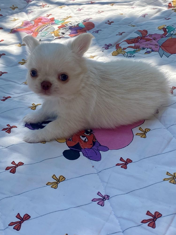 Chihuahua bialy chlopiec FCI