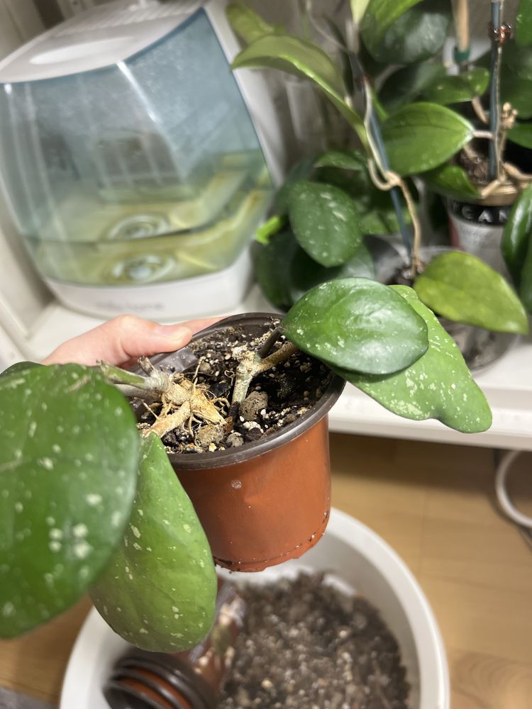 Hoja hoya obowata silver splash