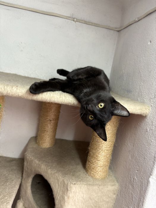 Piękny czarnulek do oddania za darmo