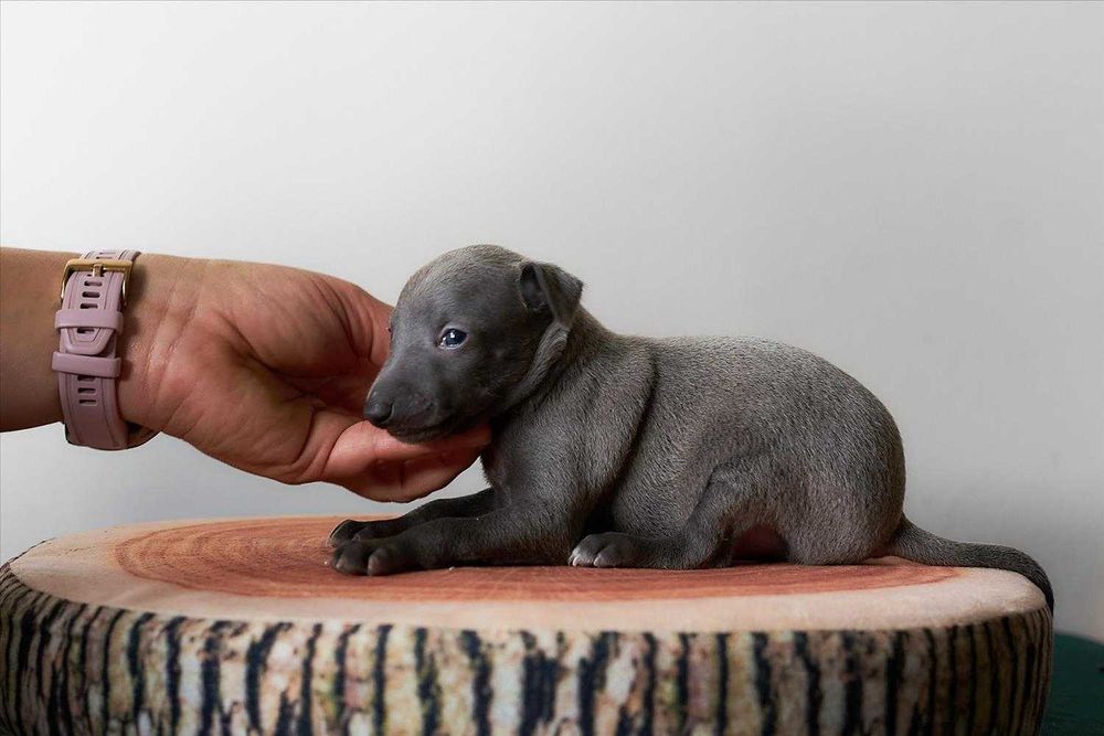 Charcik włoski, chłopczyk, ZKwP (FCI)