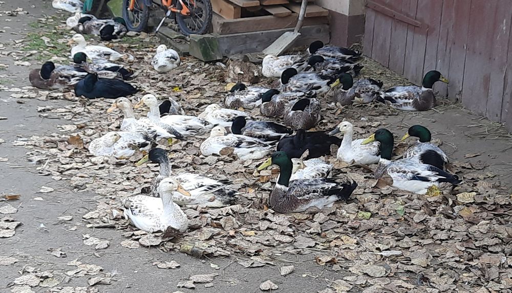 Biegus indyjski KACZORY srebrne i szmaragdowe