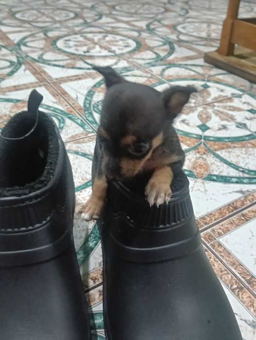 В продажі дуже лагідні  цуценята той-терєр