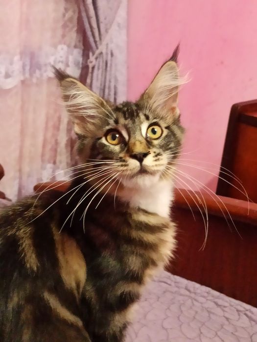 Розплідник,,Марсель ''пропонує мейн кунів.