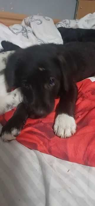 Szczeniaki oddam za darmo